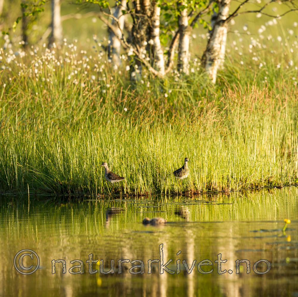 KA_130611_1538 / Larus canus / Fiskemåke <br /> Tringa ochropus / Skogsnipe