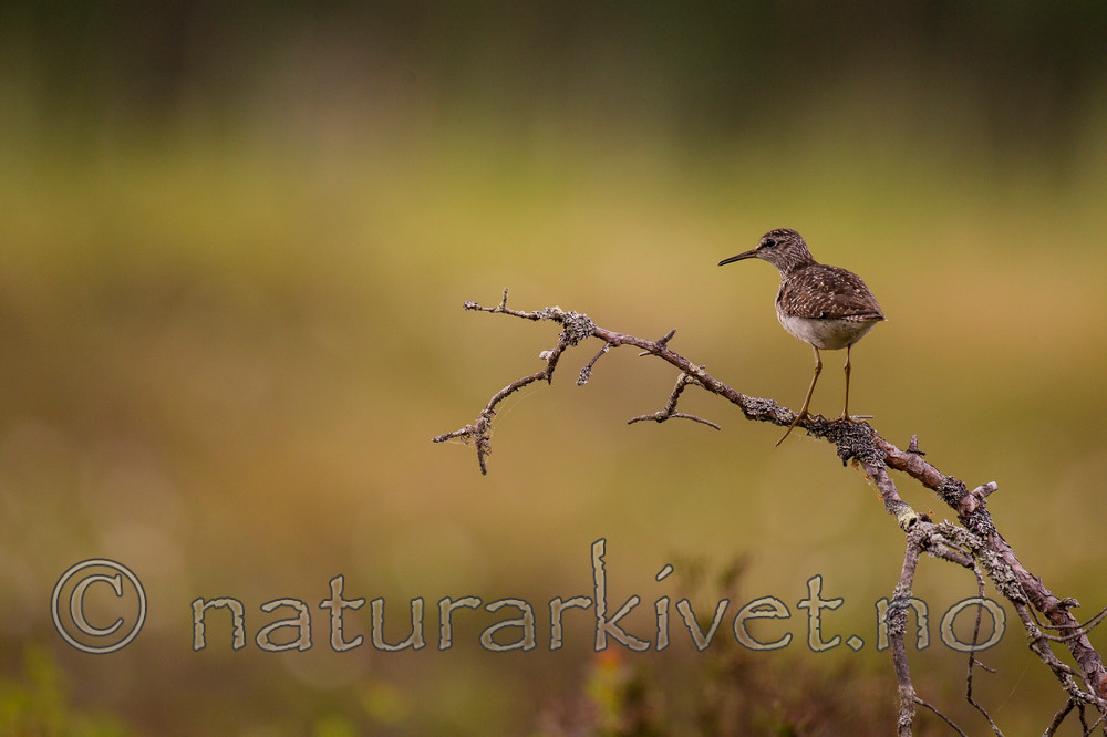 KA_130612_2480 / Tringa glareola / Grønnstilk