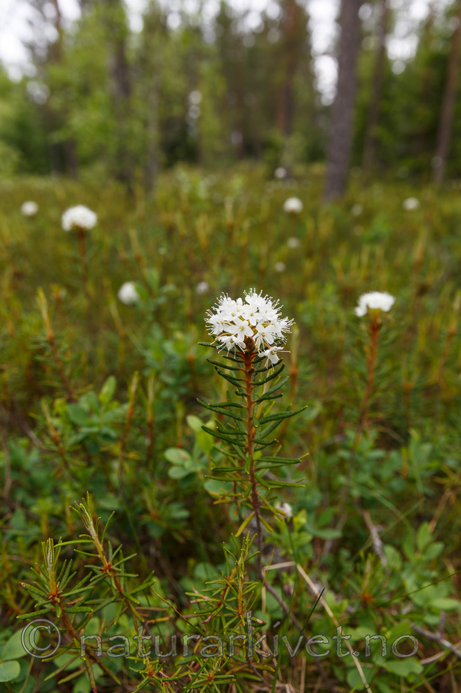 KA_130612_2485 / Rhododendron tomentosum / Finnmarkspors