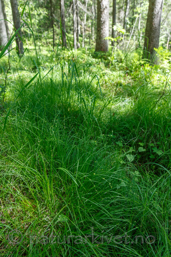 KA_130614_2601 / Carex disperma / Veikstarr