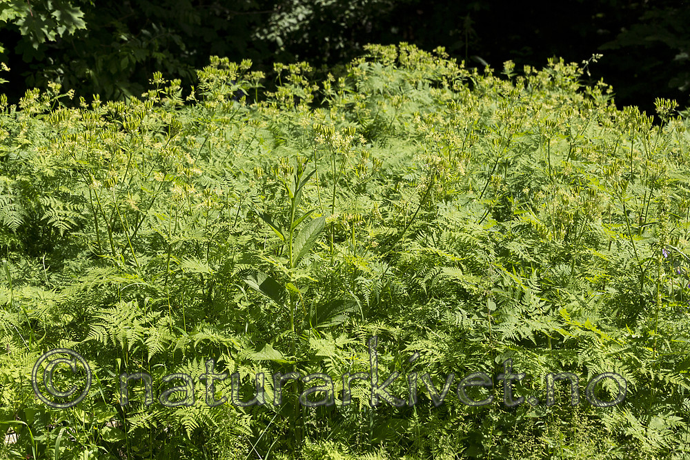 KA_130625_6915 / Myrrhis odorata / Spansk kjørvel