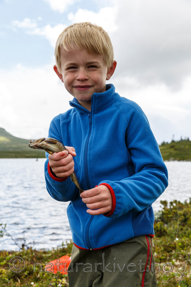 KA_130702_5170 / Salmo trutta / ørret