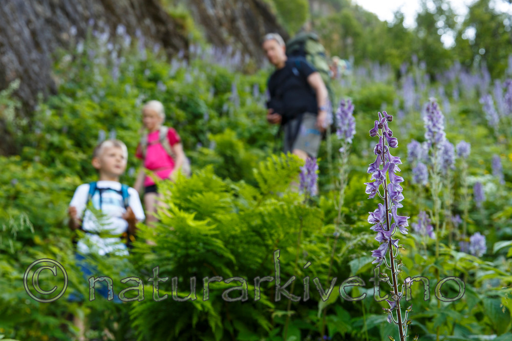 KA_130723_2158 / Aconitum lycoctonum / Torhjelm