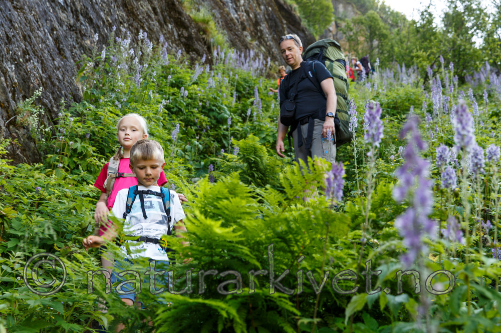 KA_130723_2159 / Aconitum lycoctonum / Torhjelm