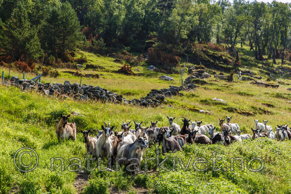 KA_130724_2327 / Capra hircus / Geit