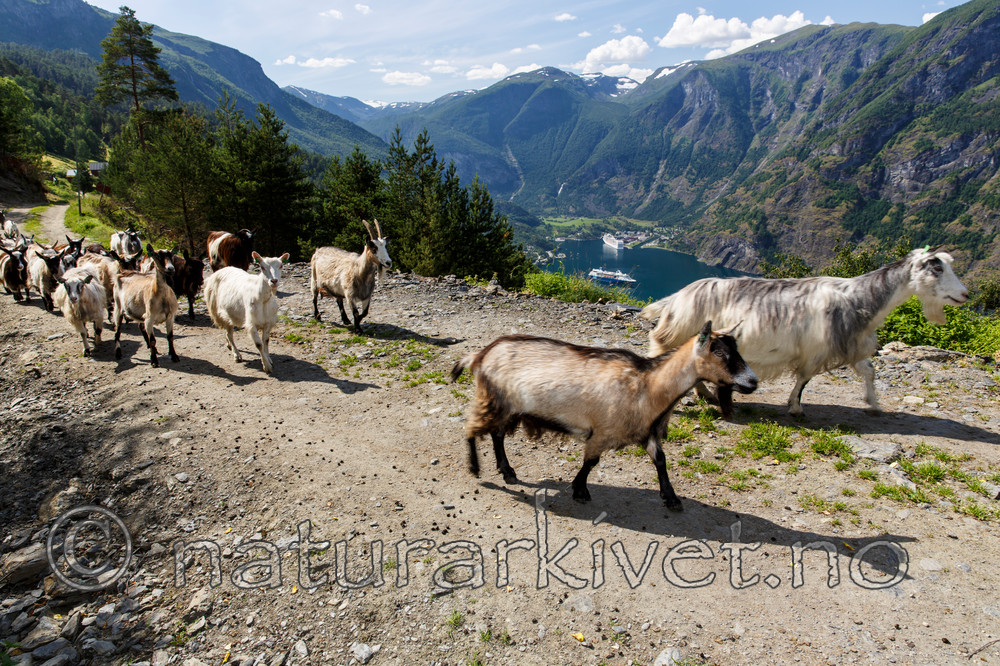 KA_130724_2333 / Capra hircus / Geit