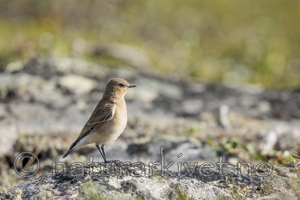 KA_130806_1631 / Oenanthe oenanthe / Steinskvett