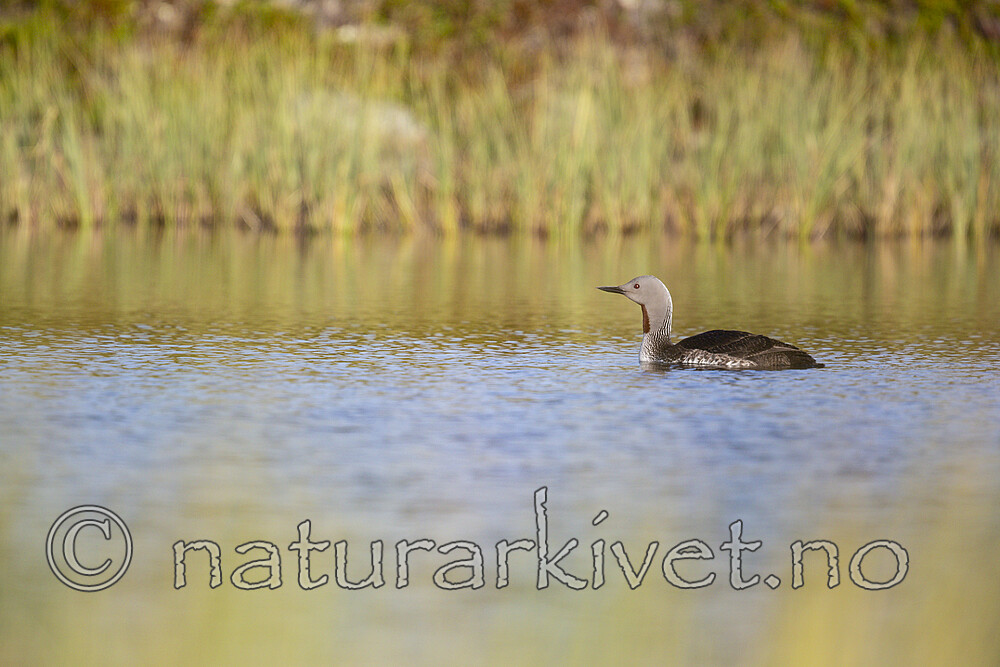 KA_130806_1666 / Gavia stellata / Smålom