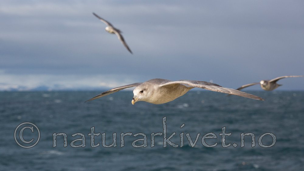 KA_130813_2677 / Fulmarus glacialis / Havhest