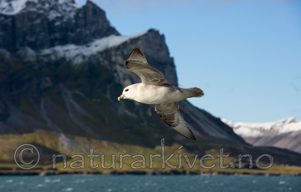 KA_130813_2683 / Fulmarus glacialis / Havhest