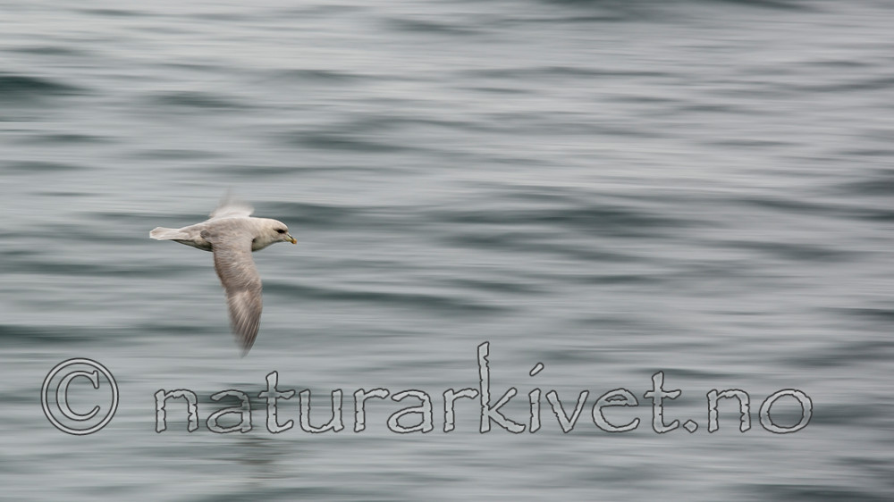 KA_130814_2715 / Fulmarus glacialis / Havhest