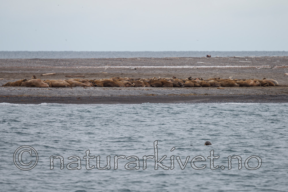 KA_130814_2718 / Odobenus rosmarus / Hvalross