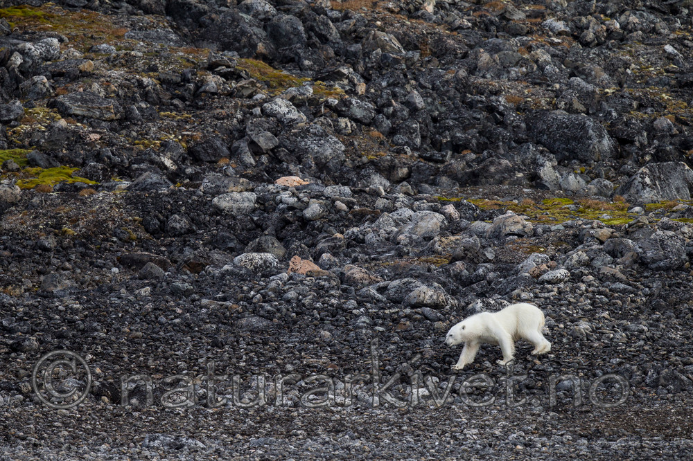 KA_130815_2782 / Ursus maritimus / Isbjørn