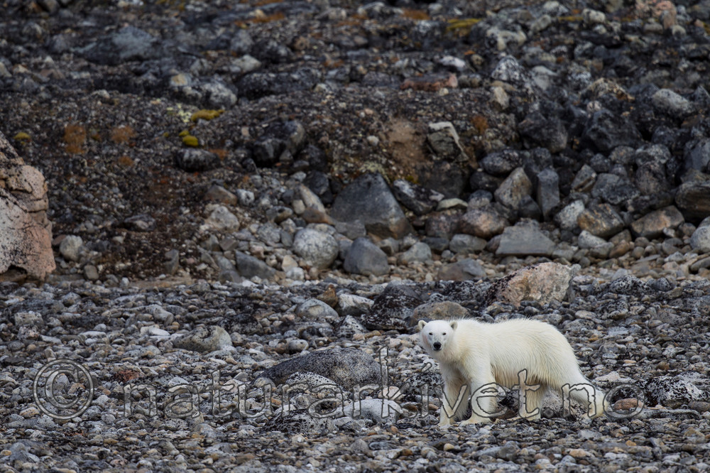 KA_130815_2787 / Ursus maritimus / Isbjørn