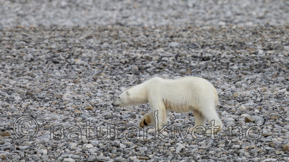 KA_130815_2789 / Ursus maritimus / Isbjørn