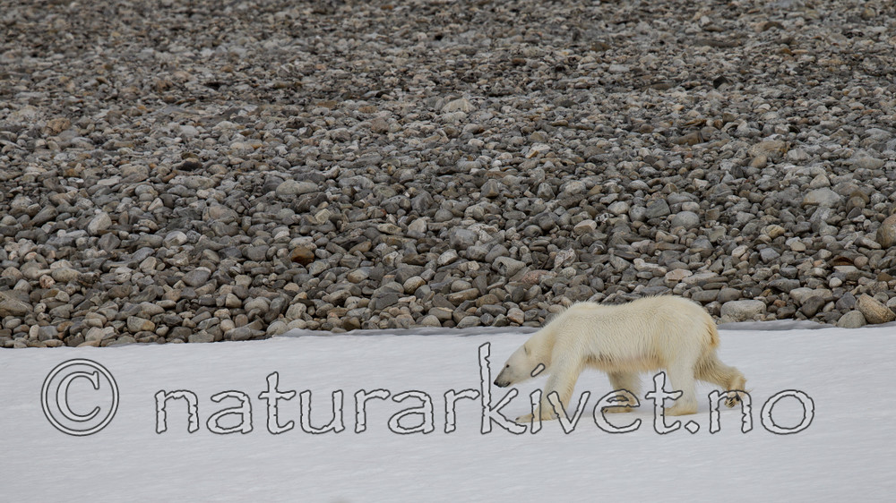 KA_130815_2792 / Ursus maritimus / Isbjørn