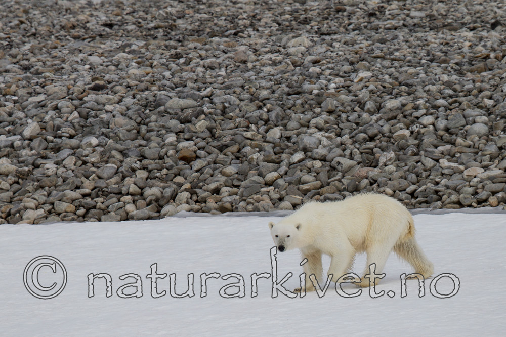 KA_130815_2793 / Ursus maritimus / Isbjørn
