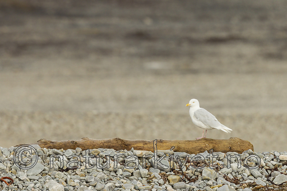 KA_130815_2803 / Larus hyperboreus / Polarmåke