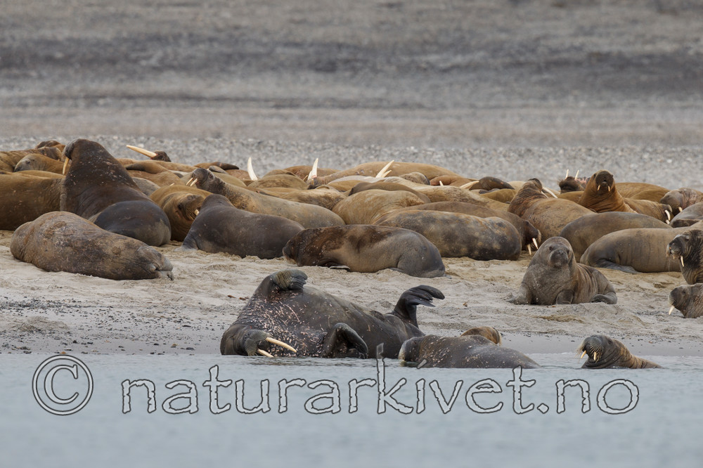 KA_130815_2818 / Odobenus rosmarus / Hvalross