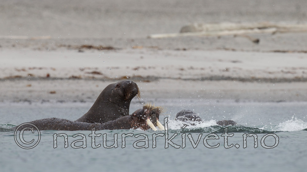 KA_130815_2844 / Odobenus rosmarus / Hvalross