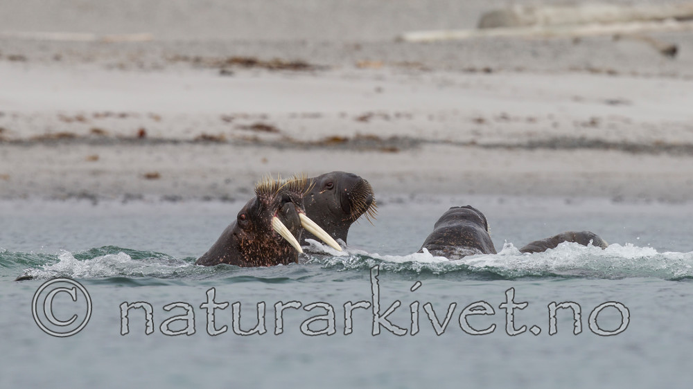 KA_130815_2845 / Odobenus rosmarus / Hvalross