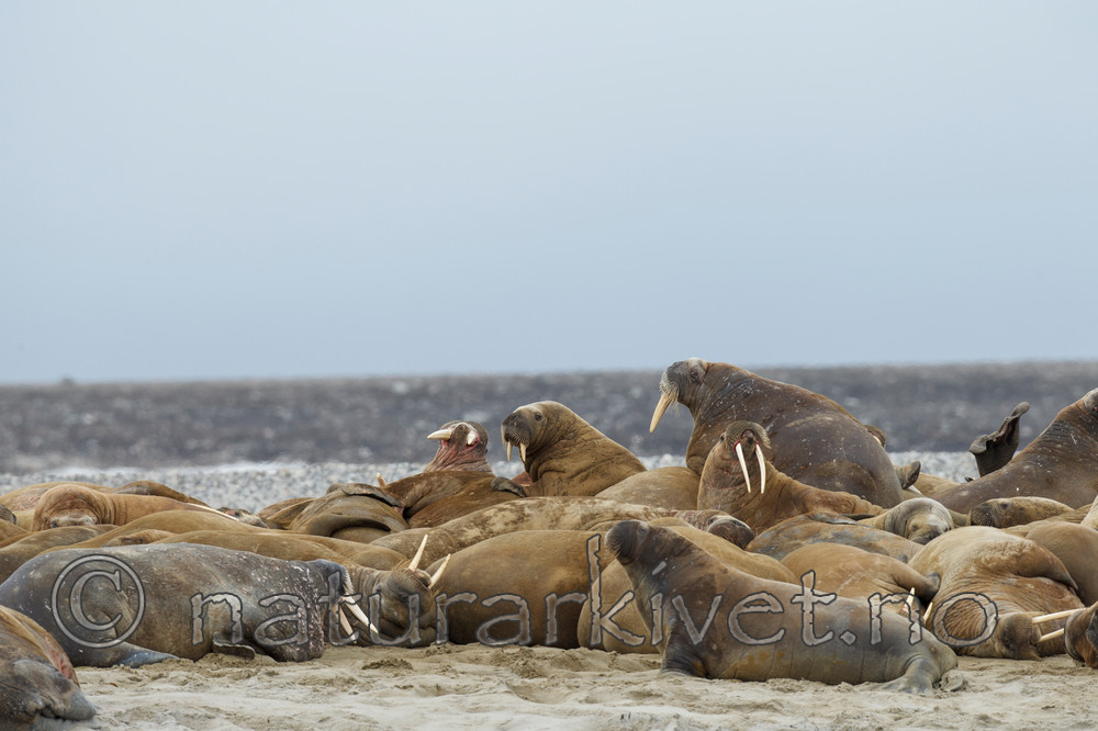 KA_130815_2850 / Odobenus rosmarus / Hvalross