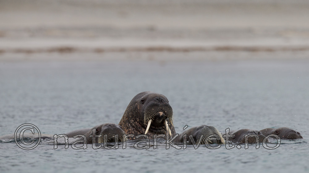 KA_130815_2853 / Odobenus rosmarus / Hvalross