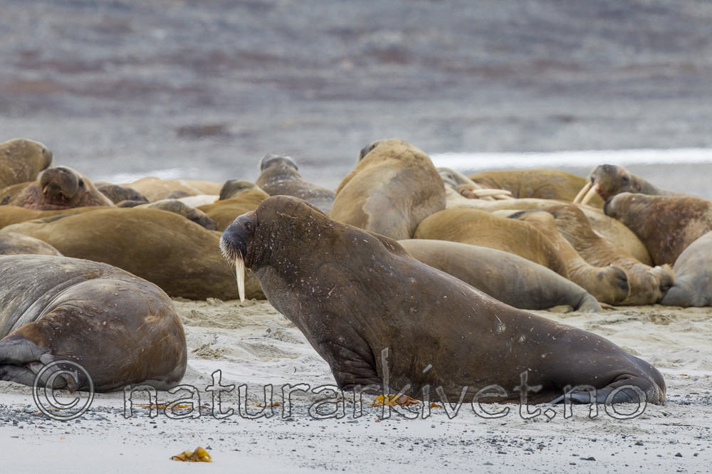 KA_130815_2870 / Odobenus rosmarus / Hvalross