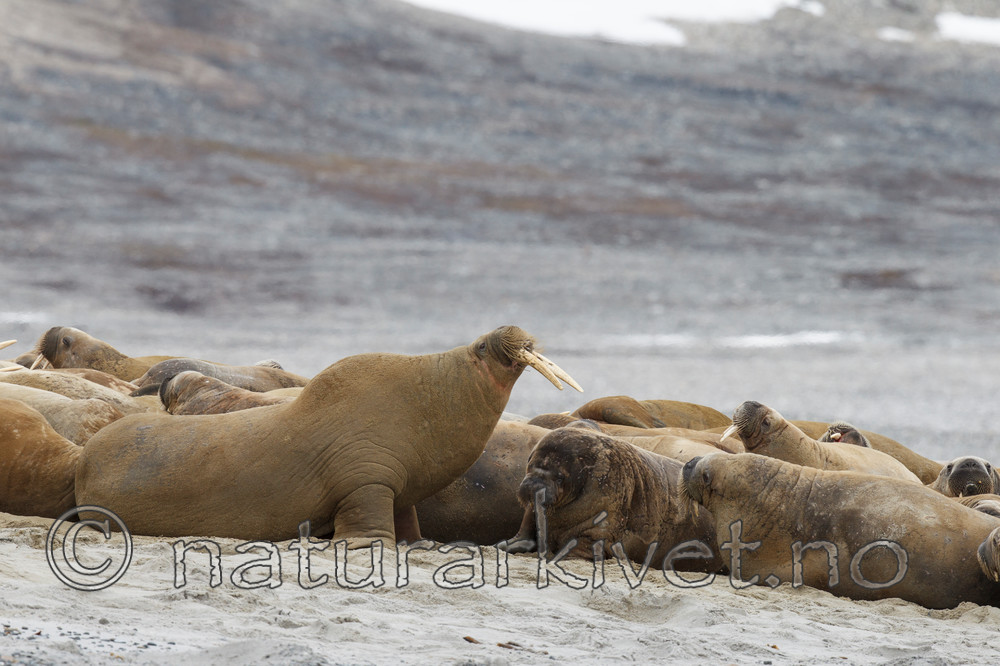 KA_130815_2875 / Odobenus rosmarus / Hvalross
