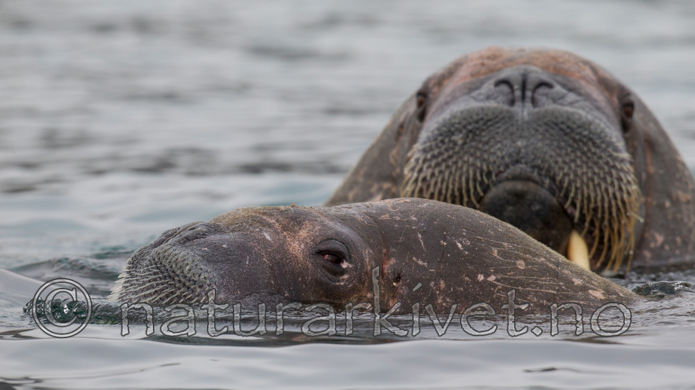 KA_130815_2894 / Odobenus rosmarus / Hvalross