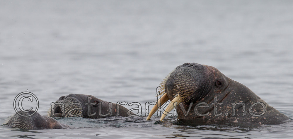 KA_130815_2899 / Odobenus rosmarus / Hvalross