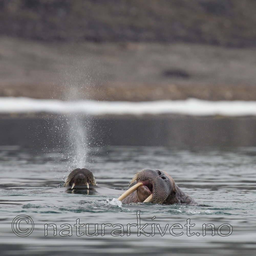 KA_130815_2901 / Odobenus rosmarus / Hvalross