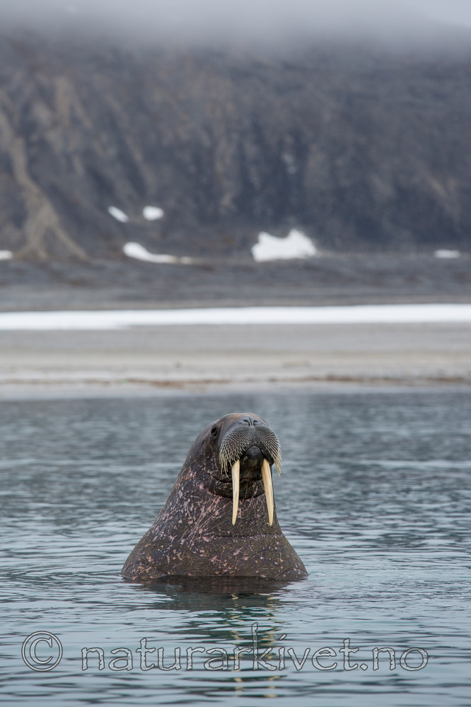 KA_130815_2911 / Odobenus rosmarus / Hvalross