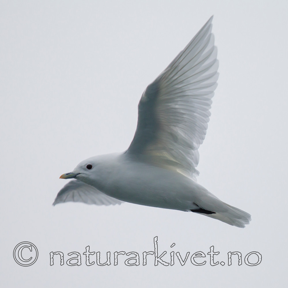 KA_130815_2951 / Pagophila eburnea / Ismåke