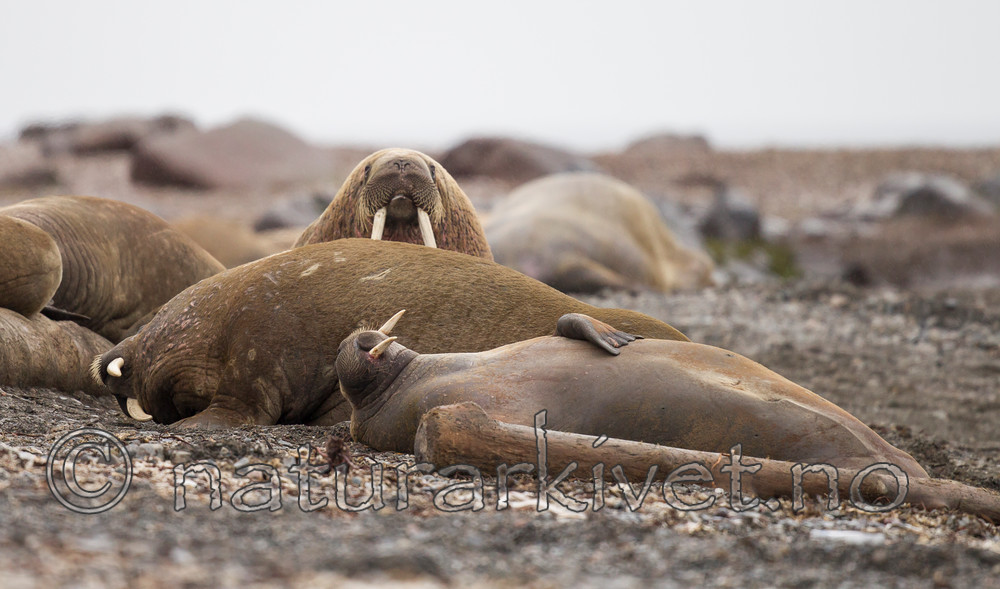 KA_130815_2971 / Odobenus rosmarus / Hvalross