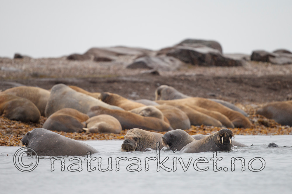 KA_130815_2973 / Odobenus rosmarus / Hvalross