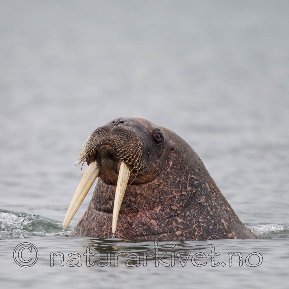 KA_130815_2981 / Odobenus rosmarus / Hvalross