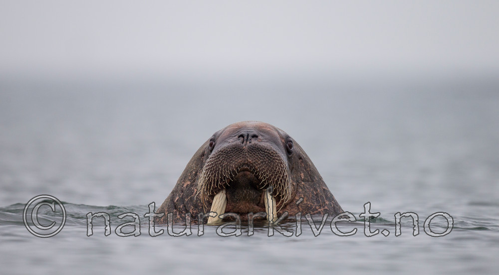 KA_130815_2985 / Odobenus rosmarus / Hvalross
