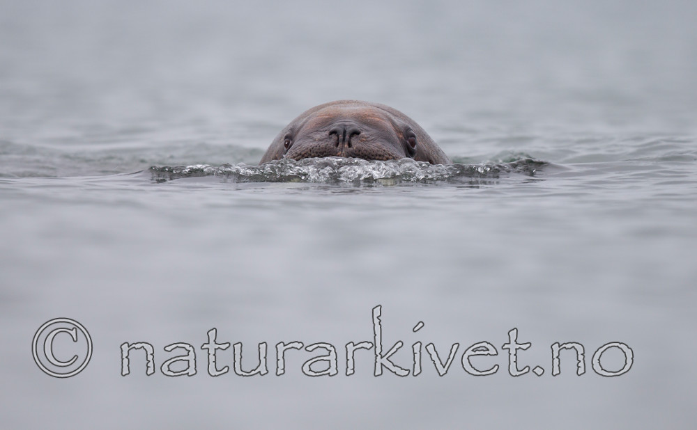 KA_130815_2989 / Odobenus rosmarus / Hvalross