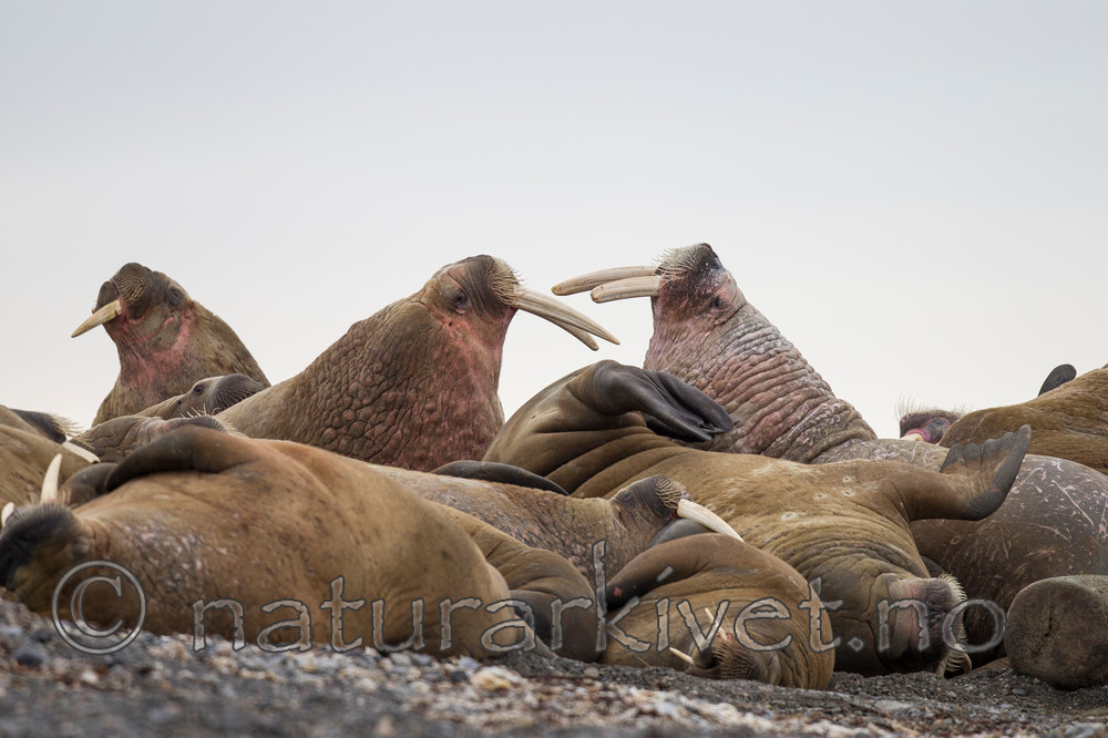 KA_130815_3005 / Odobenus rosmarus / Hvalross