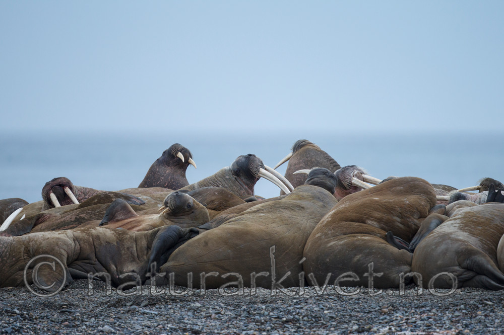 KA_130815_3013 / Odobenus rosmarus / Hvalross