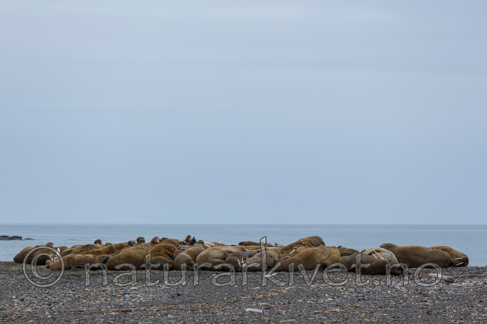 KA_130815_3016 / Odobenus rosmarus / Hvalross