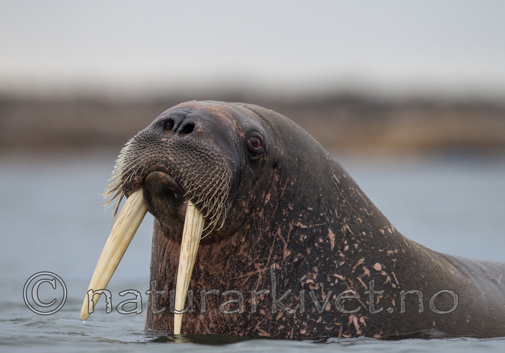 KA_130815_3031 / Odobenus rosmarus / Hvalross