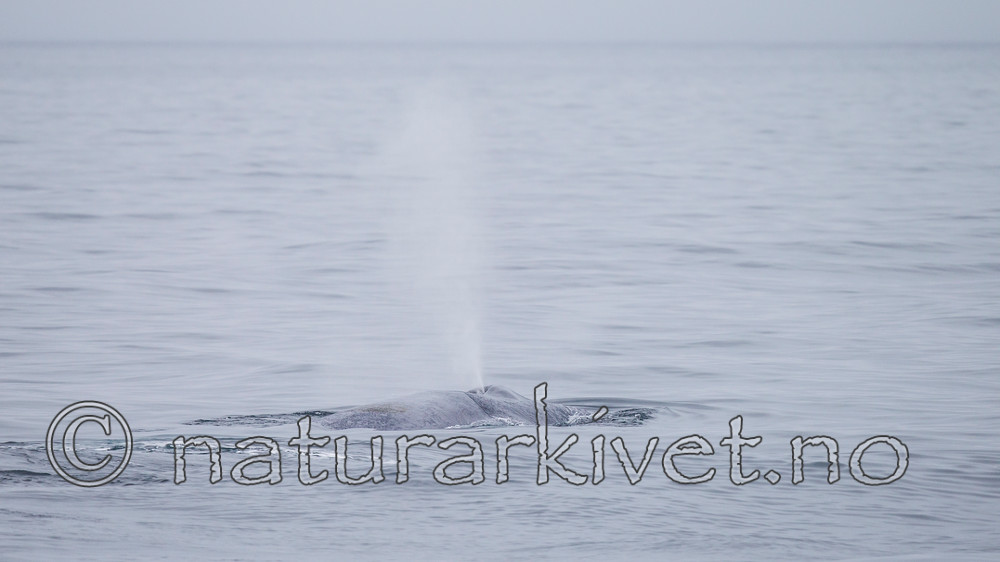KA_130816_3044 / Balaenoptera musculus / Blåhval