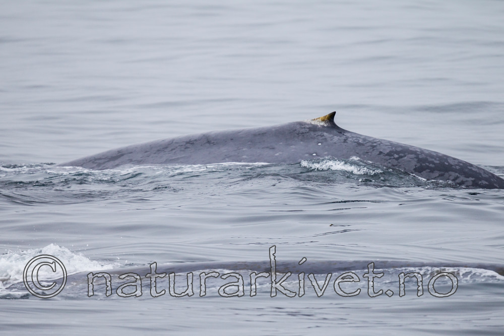 KA_130816_3051 / Balaenoptera musculus / Blåhval