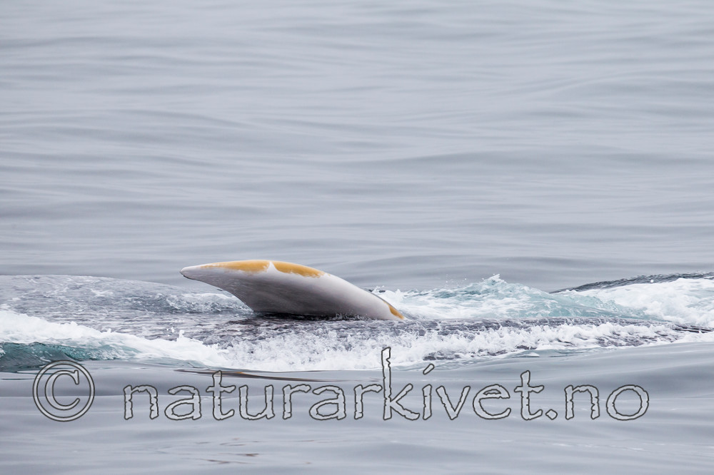 KA_130816_3058 / Balaenoptera musculus / Blåhval