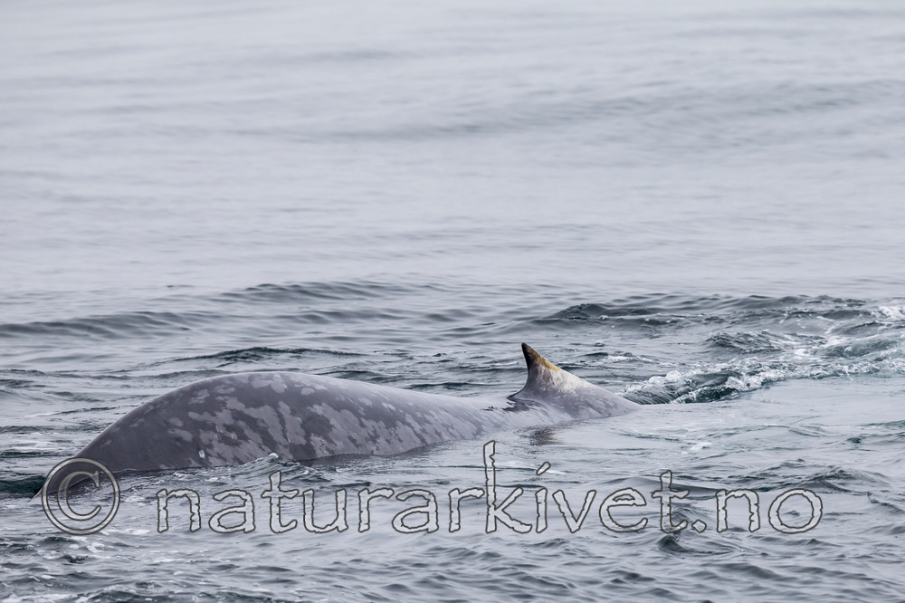 KA_130816_3064 / Balaenoptera musculus / Blåhval
