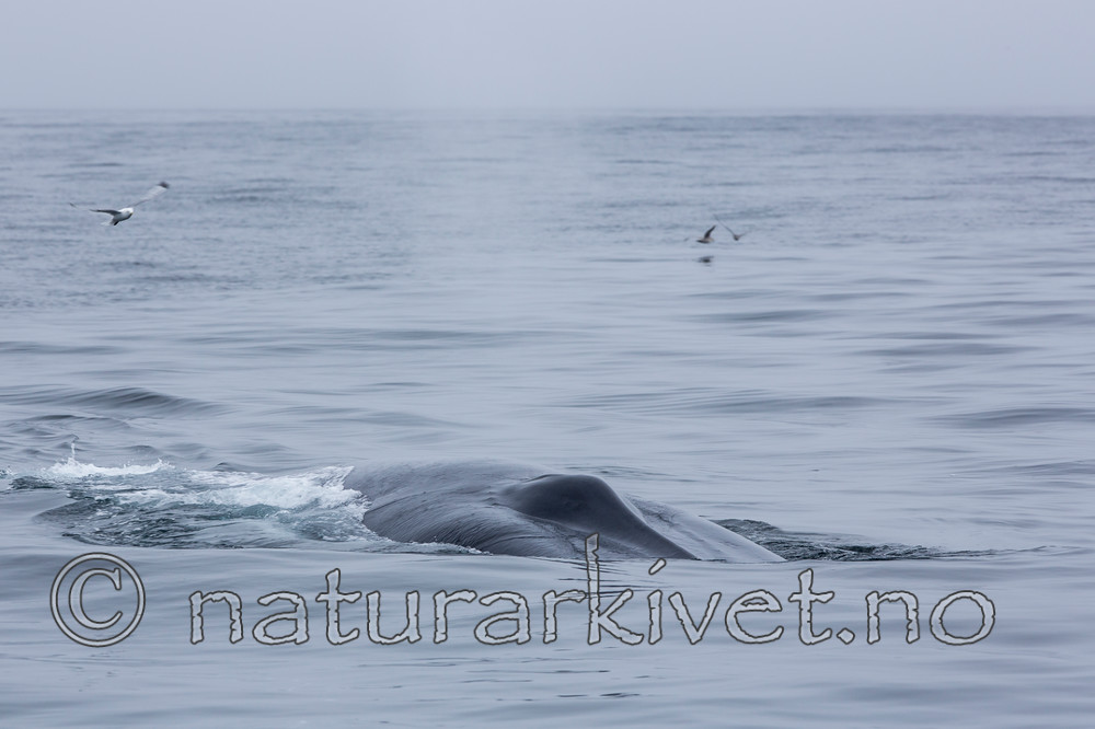 KA_130816_3065 / Balaenoptera musculus / Blåhval