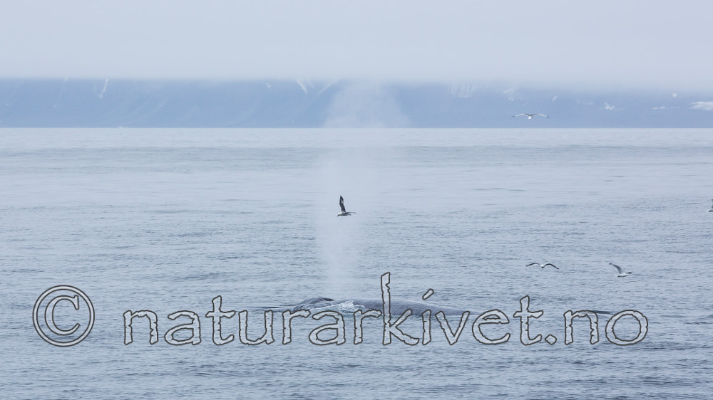 KA_130816_3068 / Balaenoptera musculus / Blåhval