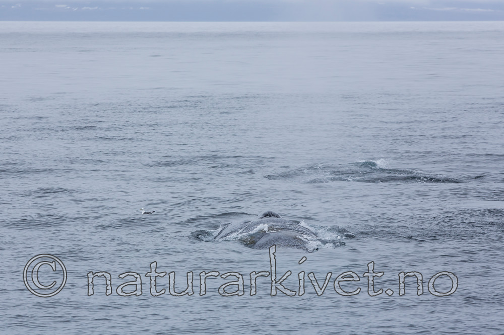 KA_130816_3075 / Balaenoptera musculus / Blåhval